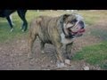 English Bulldog Plays Tug | The Daily Puppy