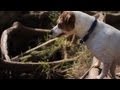 Jack Russell Fights for a Water Bottle | The Daily Puppy