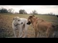 Olive Chases a Squirrel Up a Tree | The Daily Puppy