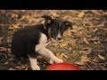 Shepherd-Colle Mix Loves Being a Puppy | The Daily Puppy