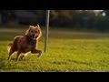 Golden Retriever Mix Gets Some Evening Exercise | The Daily Puppy