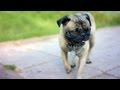 Pug Keeps a Watchful Eye | The Daily Puppy