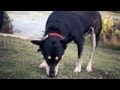 Blue Heeler-Terrier Mix Tracks a Scent | The Daily Puppy