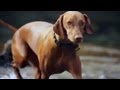 Vizsla Makes a Splash | The Daily Puppy