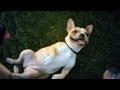 French Bulldog Loves the Attention | The Daily Puppy