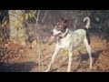 Catahoula-Whippet Mix Leads the Chase | The Daily Puppy