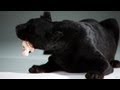 Black Panther Eats a Chicken Bone | Slow Motion Phantom Camera Series