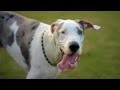 Great Dane Joins the Soccer Game | The Daily Puppy