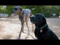 Lab Mix Fishes for His Ball | The Daily Puppy