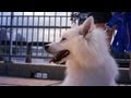 American Eskimo Enjoys the Riverfront | The Daily Puppy