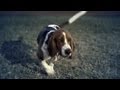 Basset Hound Loves to Play | The Daily Puppy