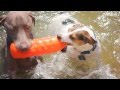 Weimaraner Plays Tug With a Bottle | The Daily Puppy