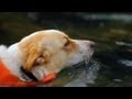 Safe Swimming for This Pup | The Daily Puppy