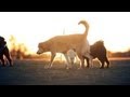 Harper and Friends Play at Sunset | The Daily Puppy