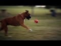 Boxer vs. a Red Ball | The Daily Puppy