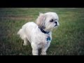 Imperial Shih Tzu | The Daily Puppy