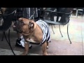 English Bulldog in a Prisoner Costume | The Daily Puppy