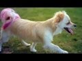 Chihuahua With a Pink Tail  | The Daily Puppy