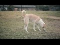 Labradoodle Makes New Friends | The Daily Puppy