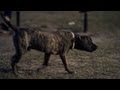 Pit Bull Mix Relaxes at the Park | The Daily Puppy