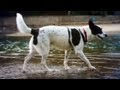 Australian Cattle Dog Mix Runs in the Water | The Daily Puppy