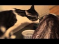 Reggie, Dakota, Dan, and Stefanie | Warm &amp; Fuzzy: My Cat Story