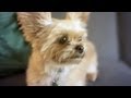 Big-Eared Yorkie Terrier Wrestles a Toy | The Daily Puppy