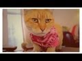 Goldie Hawn and Susy | Warm &amp; Fuzzy: My Cat Story