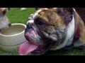 Sir Beefy Face the Bulldog | Bring Your Dog to Work Day With P. Allen Smith