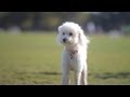 Maltese-Poodle Gallops in the Park | The Daily Puppy