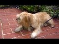 Bentley the Cairn Terrier | Bring Your Dog to Work Day With P. Allen Smith