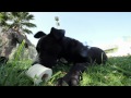 Staffordshire Puppy Discovers Toilet Paper | The Daily Puppy