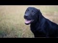 Black Lab Puppy Frolics in the Yard | The Daily Puppy