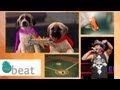 Rockin&#039; Dogs | The Treat Beat With Angie Greenup