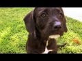 Lab Pup Poses for the Camera | The Daily Puppy