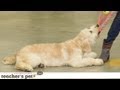 Teach Your Dog Proper Tug of War | Teacher&#039;s Pet With Victoria Stilwell