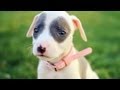 Baby Pit Bull With a Pretty Pink Collar | The Daily Puppy