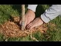 Lawn Care - How to Care for Trees