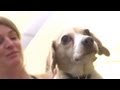 Marcele the Beagle Mix | Bring Your Dog to Work Day With P. Allen Smith