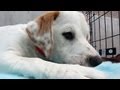 Gentle Lab Mix Loves Her Toy | The Daily Puppy