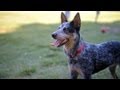 Blue Heeler Gives a Handshake | The Daily Puppy