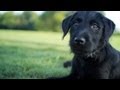 Cutest Lab Plays Peekaboo in the Grass | The Daily Puppy