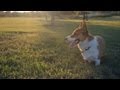 Corgi Plays Before Nightime | The Daily Puppy