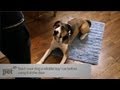 Teach Your Dog to Stay at the Door | Teacher&#039;s Pet With Victoria Stilwell