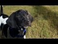 Shorthaired Pointer With a Monster Appetite | The Daily Puppy