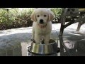 Put a Dog In It! | The Daily Puppy