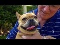 Roxie the French Bulldog | Bring Your Dog to Work Day With P. Allen Smith