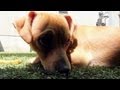 Patriot Chews His Bone on the Grass | The Daily Puppy