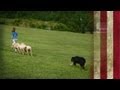 Shepherd Training at the Canine Ranch | American Dog With Victoria Stilwell