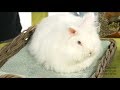 RABBITS - The angora rabbit, one of the most popular long hair rabbits